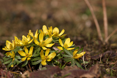 flower-bed